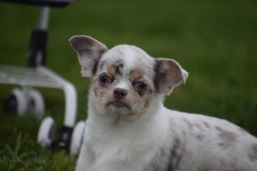 Chihuahua (reu) 38789