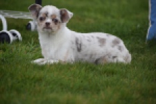 Chihuahua (reu) 38789