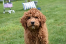 Labradoodle (reu) 66419