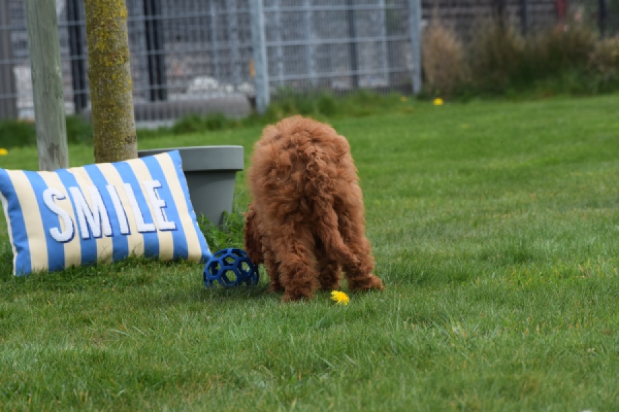 Labradoodle (reu) 66419