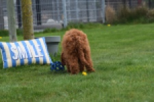 Labradoodle (reu) 66419