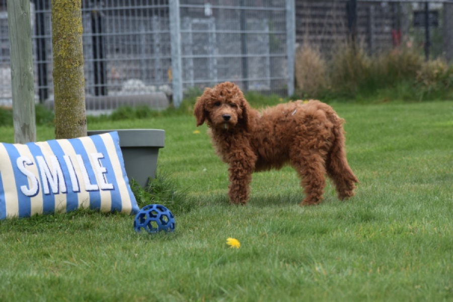 Labradoodle (reu) 66419