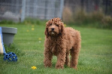 Labradoodle (reu) 66419