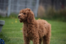 Labradoodle (reu) 66419