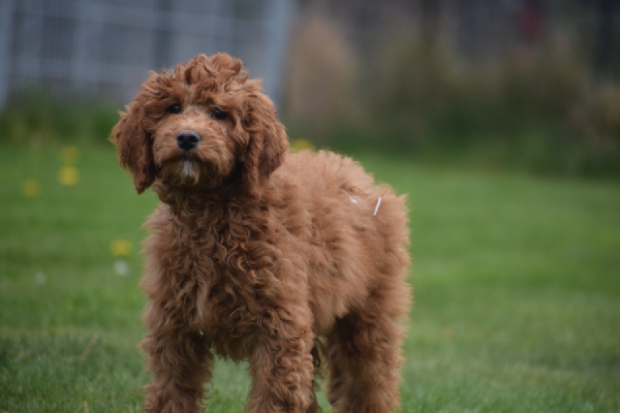 Labradoodle (reu) 66419
