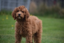 Labradoodle (reu) 66419