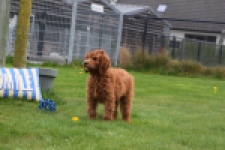 Labradoodle (reu) 66419