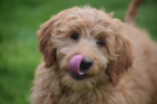 Labradoodle (teef) 66734