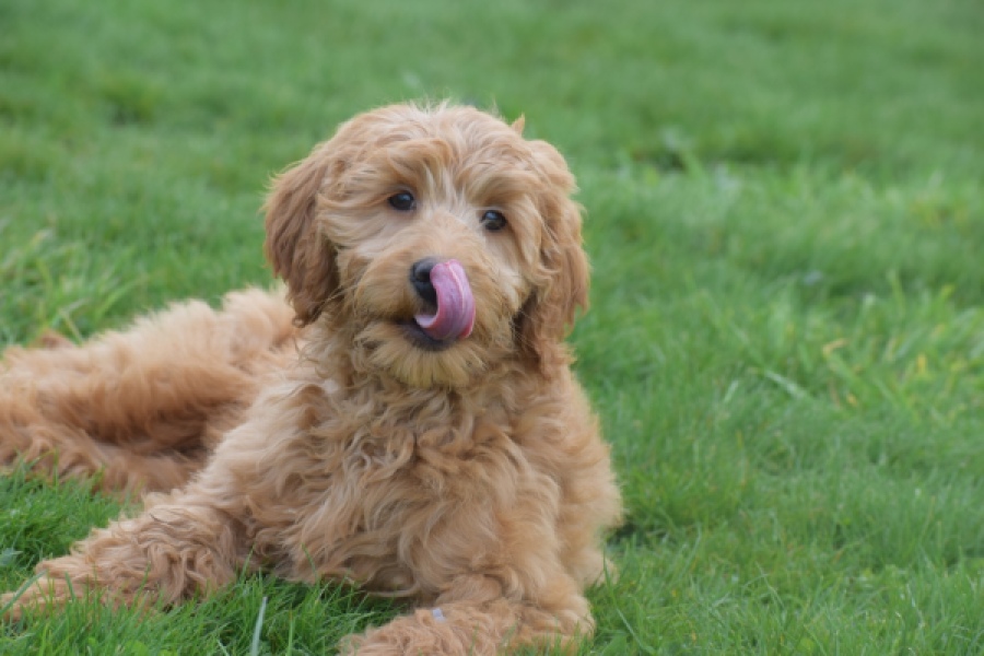 Labradoodle (teef) 66734