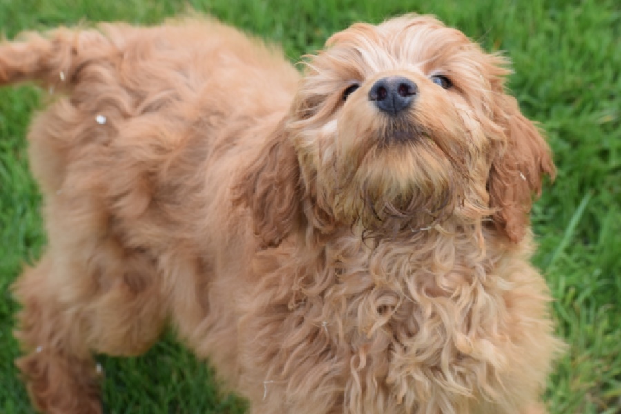 Labradoodle (teef) 66734