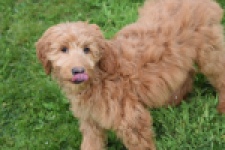 Labradoodle (teef) 66734