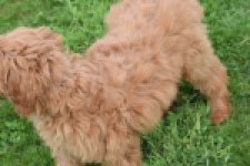 Labradoodle (teef) 66734