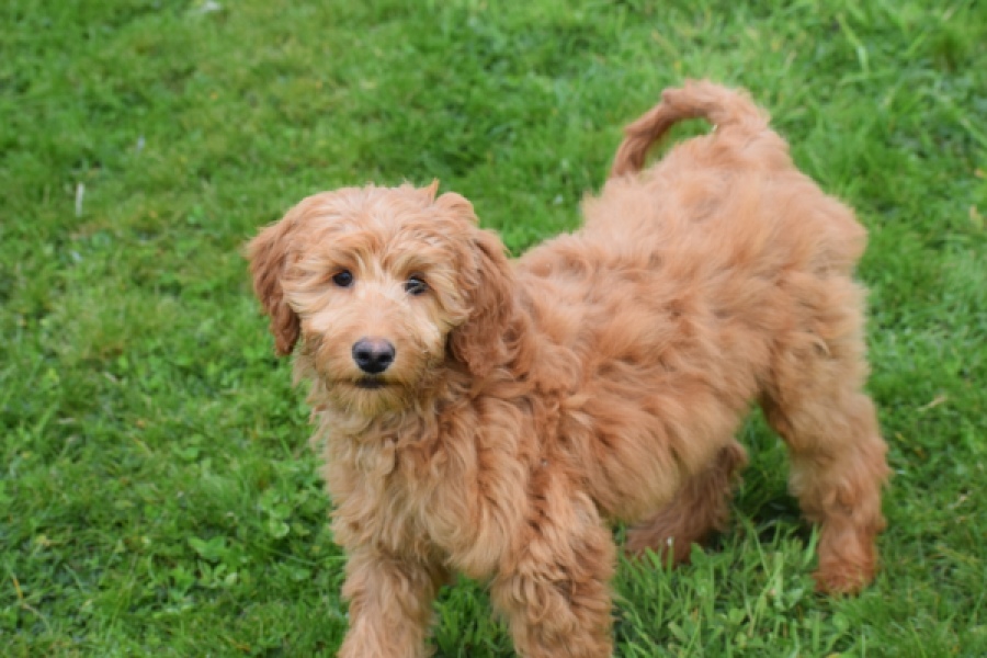 Labradoodle (teef) 66734