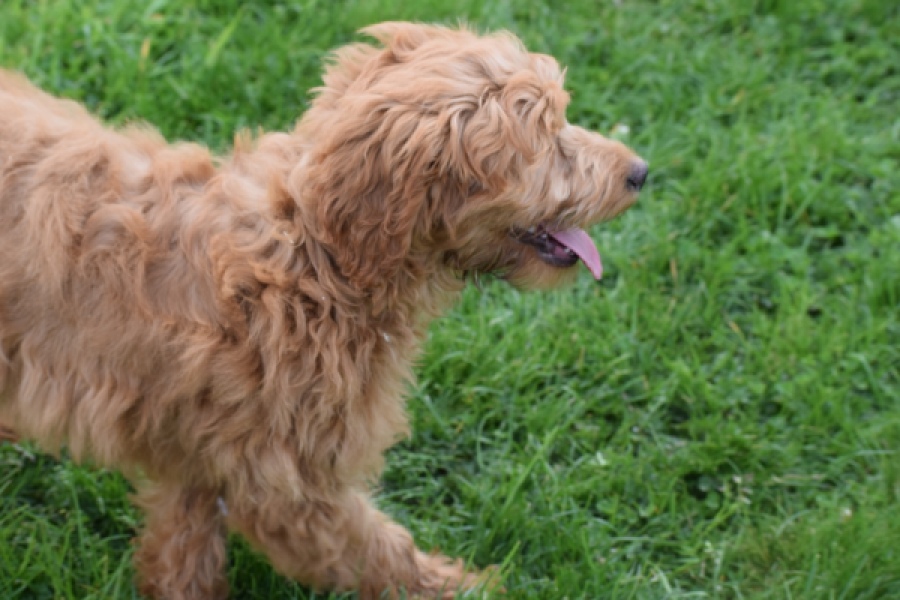 Labradoodle (teef) 66734