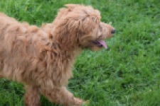 Labradoodle (teef) 66734