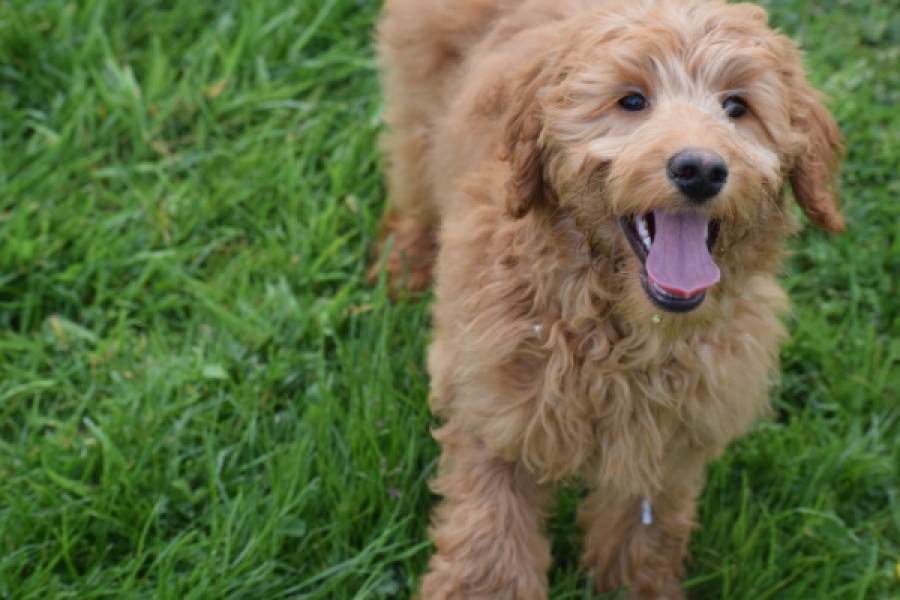 Labradoodle (teef) 66734