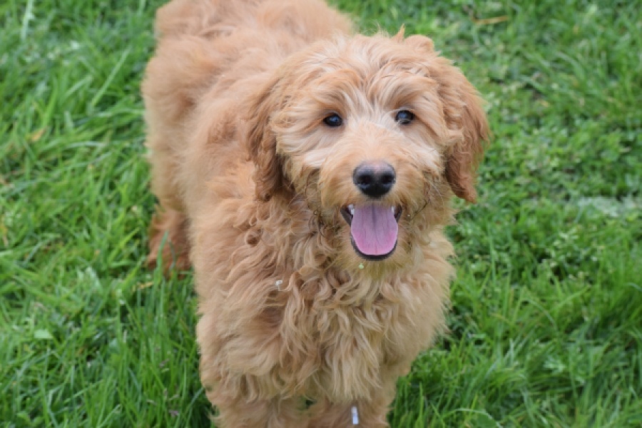 Labradoodle (teef) 66734