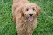 Labradoodle (teef) 66734