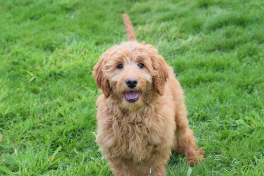 Labradoodle (teef) 66734