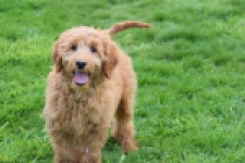 Labradoodle (teef) 66734