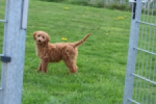 Labradoodle (teef) 66734