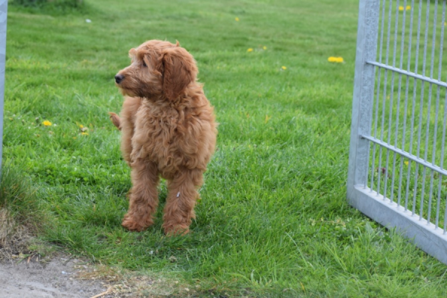 Labradoodle (teef) 66734