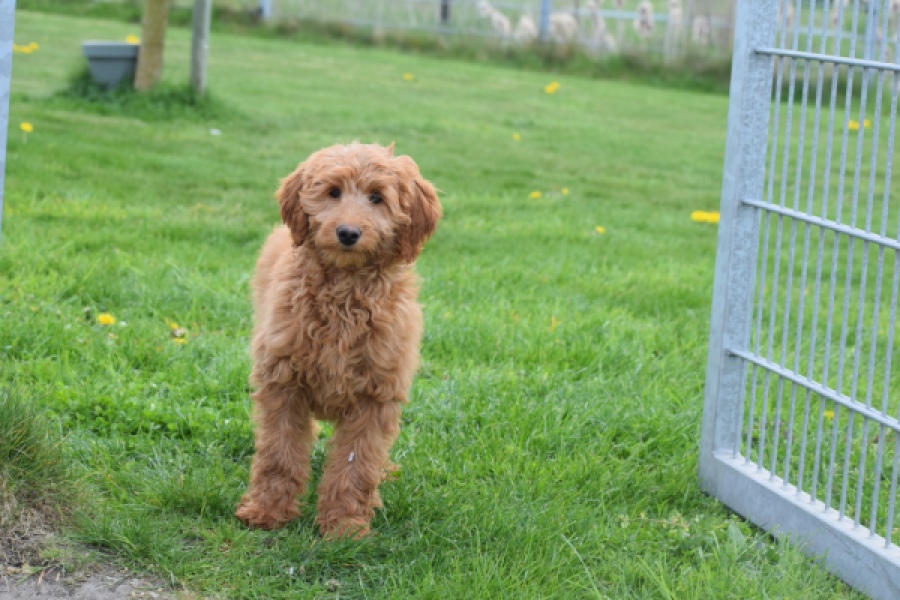 Labradoodle (teef) 66734