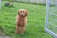 Labradoodle (teef) 66734