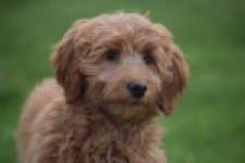 Labradoodle (teef) 66734