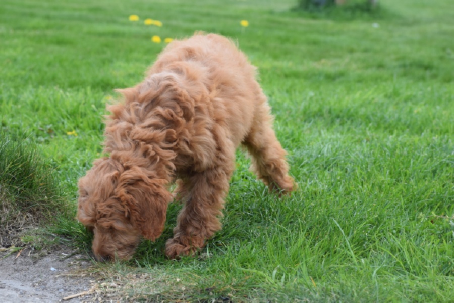 Labradoodle (teef) 66734