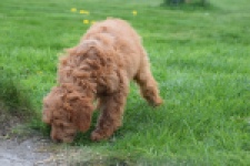 Labradoodle (teef) 66734