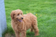 Labradoodle (teef) 66734