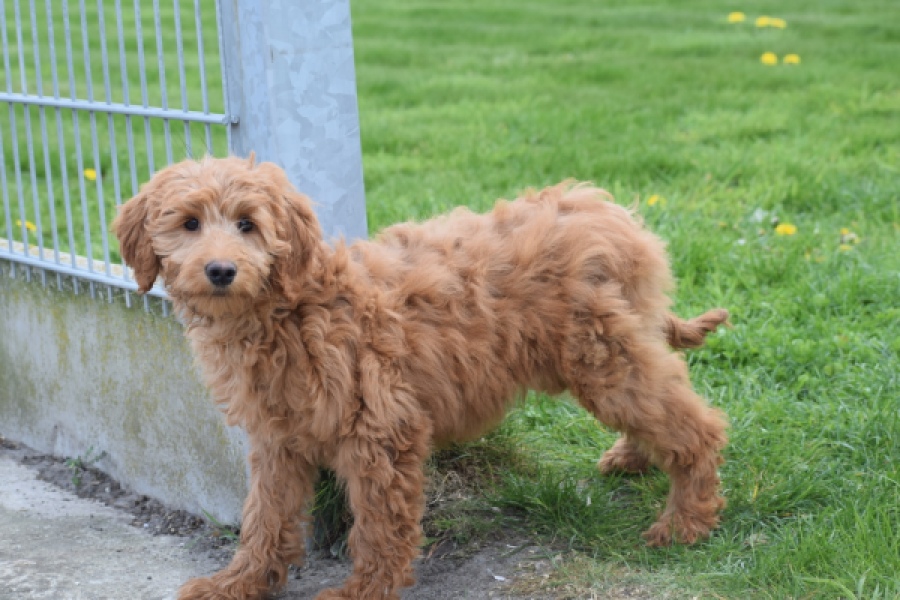 Labradoodle (teef) 66734