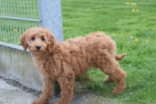 Labradoodle (teef) 66734