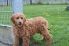 Labradoodle (teef) 66734