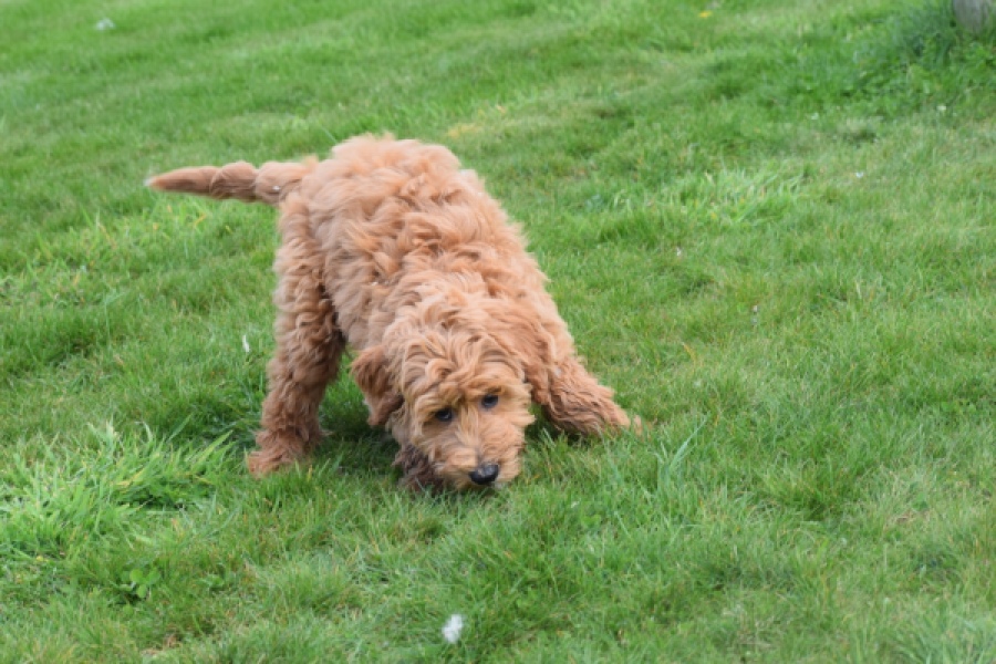 Labradoodle (reu) 65483