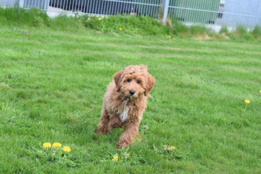 Labradoodle (reu) 65483