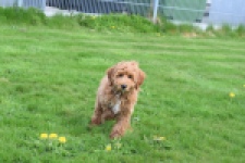 Labradoodle (reu) 65483