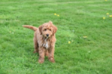 Labradoodle (reu) 65483