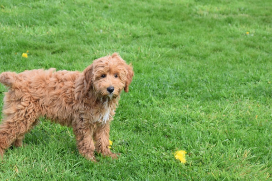 Labradoodle (reu) 65483