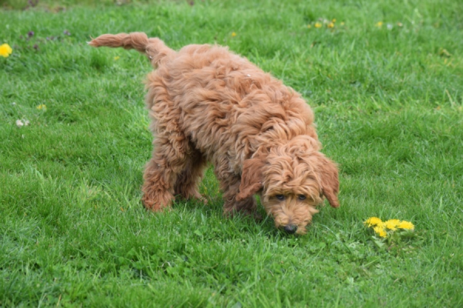 Labradoodle (reu) 65483