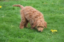 Labradoodle (reu) 65483