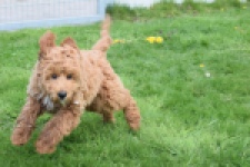 Labradoodle (reu) 65483