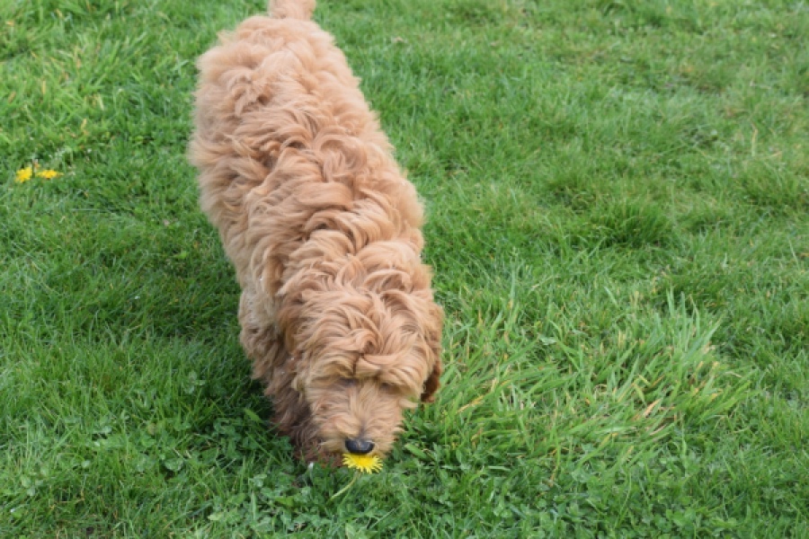 Labradoodle (reu) 65483