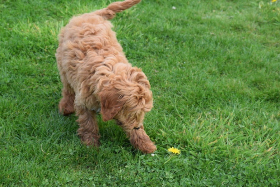 Labradoodle (reu) 65483