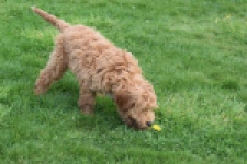 Labradoodle (reu) 65483