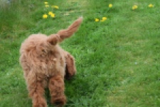 Labradoodle (reu) 65483