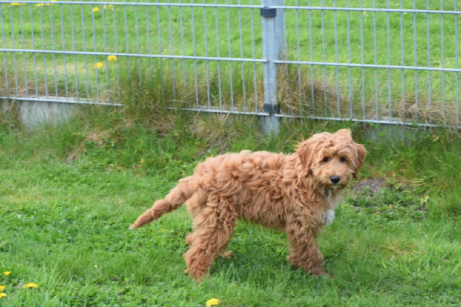 Labradoodle (reu) 65483