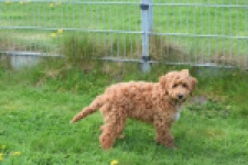 Labradoodle (reu) 65483