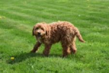 Labradoodle (reu) 65483